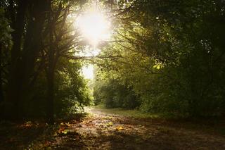 Gigantyczny spór o Park Naturalny Wrzosowisko. Ogromne emocje podczas sesji Rady Miasta Torunia