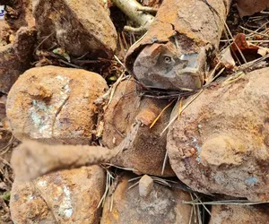 Lubelskie. 2-kilogramowe bomby i amunicja z II wojny światowej znaleziona podczas wycinki drzew. Interweniowali saperzy