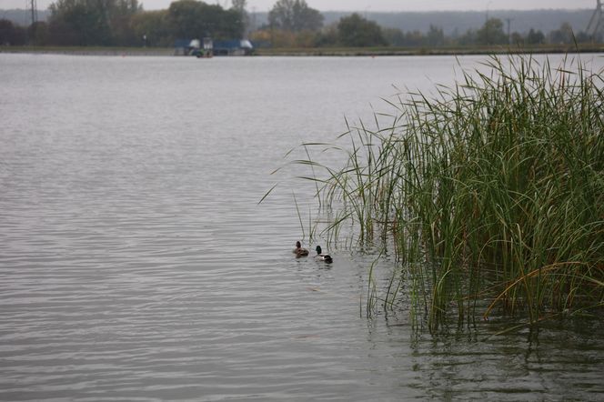 Deszczowy spacer w obiektywie. Tak się prezentuje Zalew Zemborzycki w jesiennej odsłonionie