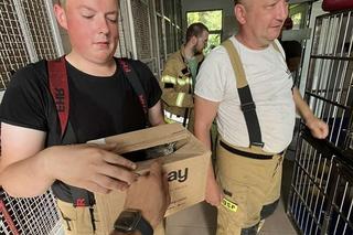 Strażacy z OSP Płoskie wracali z akcji i uratowali jastrzębia