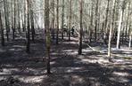 Seria pożarów w lasach pod Płońskiem! Straż pożarna: To były podpalenia! [ZDJĘCIA]