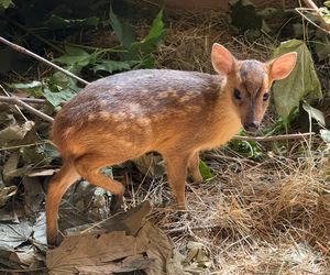 Ostatnia szansa, by zgłaszać propozycję imienia dla małego mundżaka z opolskiego zoo