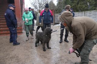 Potężna pseudohodowla pod Inowrocławiem! Zwierzęta cierpiały od lat