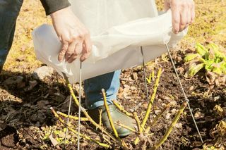 Jeszcze tylko do końca listopada masz czas, aby zrobić to z różami w ogrodzie. Dzięki temu wiosną pojawią się kosze kwiatów, a nowe pędy pokryją się liśćmi. Zimowanie róż
