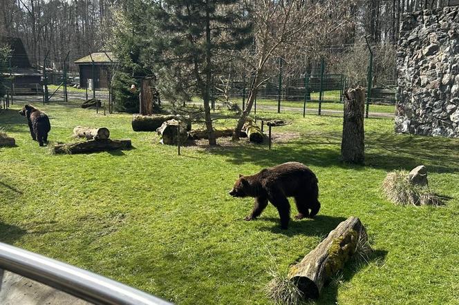 Nowe niedźwiedzie w zoo Akcent w Białymstoku