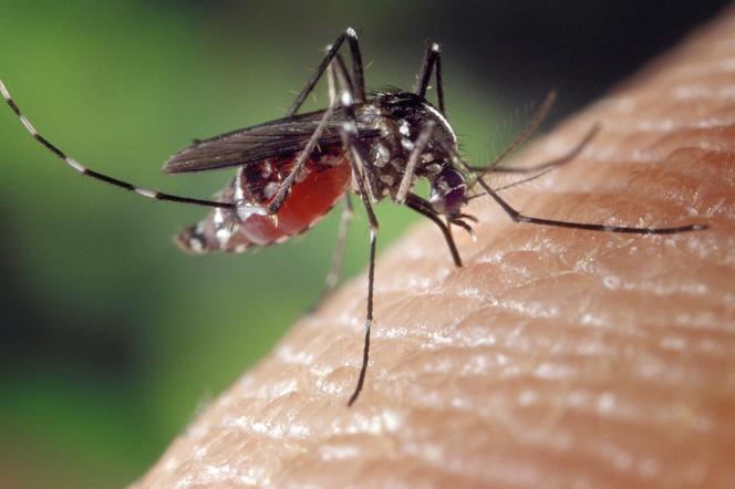 Komary przenoszą choroby, ale nie w naszym klimacie! 