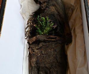 Mumia szlachcica odkryta w Komorowie