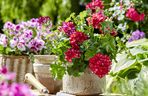 Pelargonie