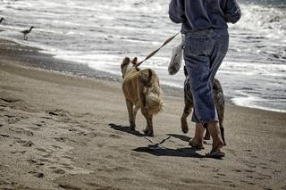 Na miejskie plaże w Grudziądzu wejdziemy z psem. Była interwencja RPO!