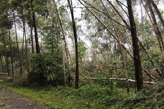 Nawałnica w gminie Lisia Góra łamała drzewa jak zapałki. Potężne zniszczenia