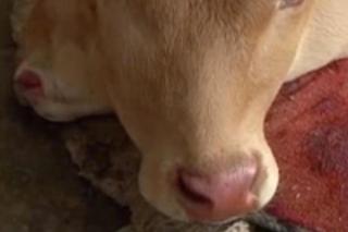 Cielę z dwiema głowami