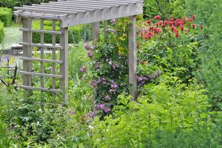 Pergola w ogrodzie: podpora dla pnączy i parawan przy tarasie