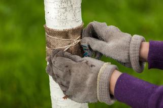 Jak dbać o drzewa i krzewy po opadnięciu liści – ochrona przed szkodnikami i chorobami