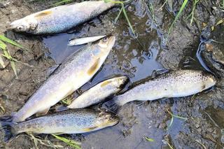 Południe Polski powtórzy historię Odry? W ciągu kilkudziesięciu dni wymarło pięć rzek