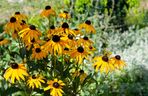 Rudbekia błyskotliwa