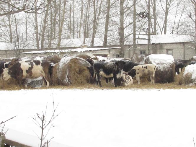 Stado krów w lubelskiej wsi stoi pod gołym niebem. "Tyle lat tak żyły i nic im nie było"