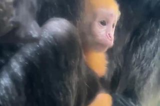 Lutung jawajski w gdańskim zoo