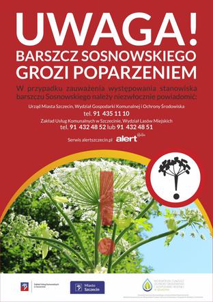 Barszcz Sosnowskiego