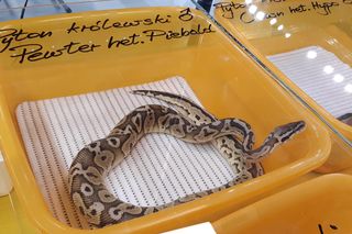 Animals Live TARNÓW