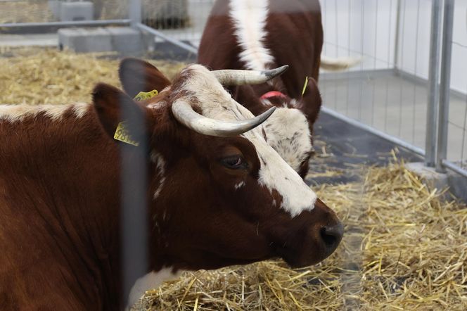 ZooPark ponownie przyciągnął do Targów Lublin tłumy miłośników zwierząt