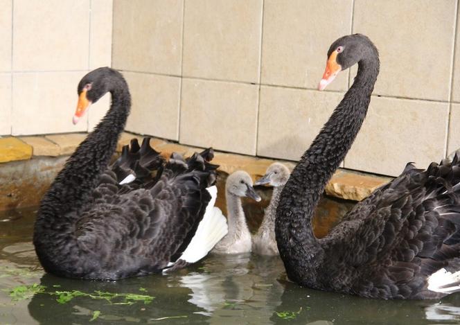 Maluszki w warszawskim ZOO