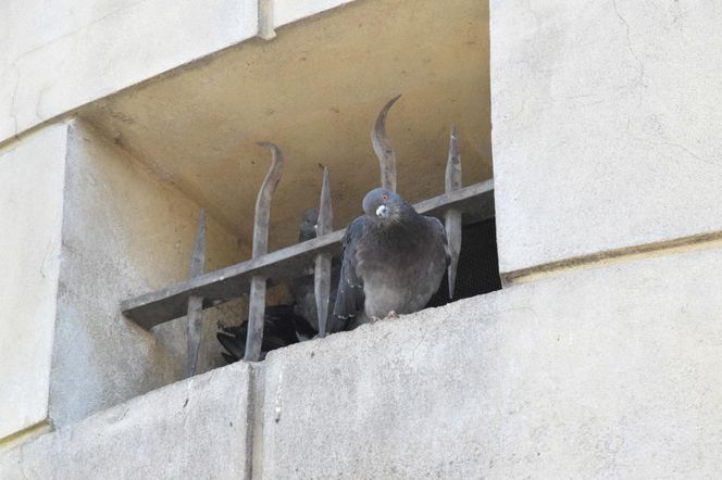Eksmitują gołębie z "Grubej Kaśki" na czas remontu