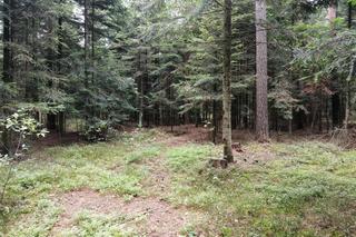 Las w rejonie Odrowążka (Nadleśnictwo Suchedniów)
