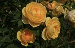 roze