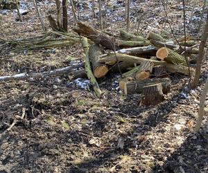 Rewitalizacja Parku Wełnowieckiego: ponad 100 drzew trafi pod topór