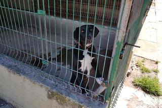 Gorzów: Zostań wolontariuszem w schronisku dla bezdomnych psów