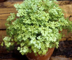 Trybula ogrodowa - uprawa, wymagania i zastosowanie