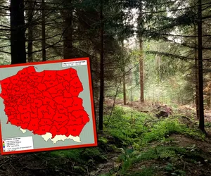 Czerwony alert w lasach całej Polski. Zachowaj ostrożność!