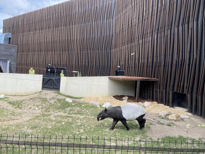 Tapir Willy nowym mieszkańcem Orientarium w Łodzi