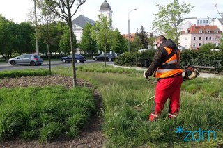 Ile kosztuje koszenie trawy w 2024 - jaka cena za m², jaka za godzinę?