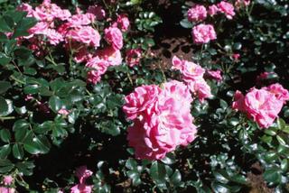 Przędziorek chmielowiec na róży – szkodliwość, objawy, zwalczanie