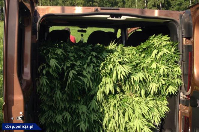Podlasie: Zabezpieczono 21 kg marihuany i dwie plantacje konopi indyjskich