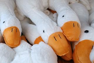 Gęś Pipa robi furorę na wrocławskim Rynku. O swojej Pipie marzy każdy