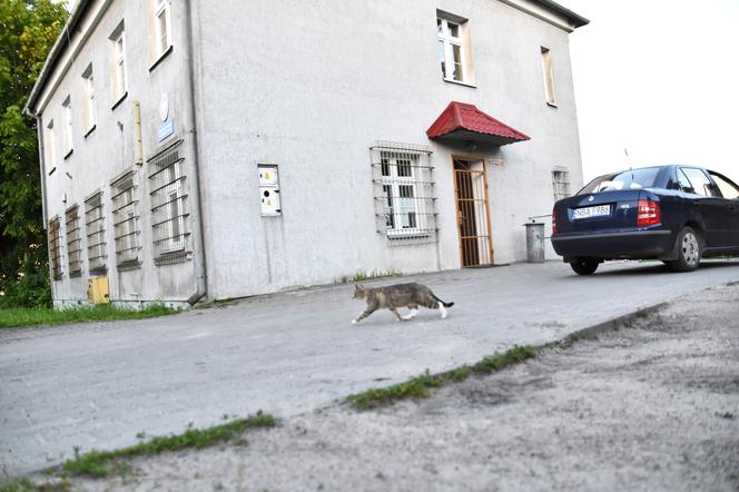 Policja mnie ściga, bo mój kot chodzi bez smyczy i kagańca