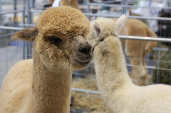 ZooPark ponownie przyciągnął do Targów Lublin tłumy miłośników zwierząt