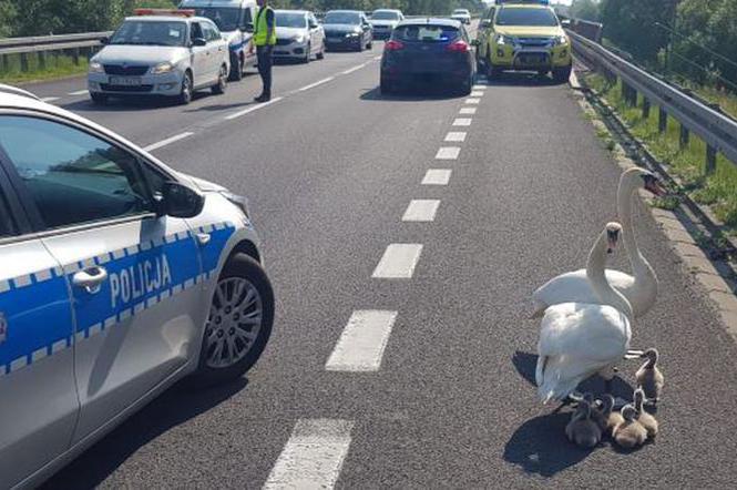 Policjanci eskortowali łabędzie