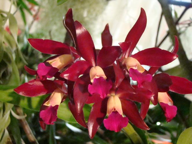 Storczyk Cattleya