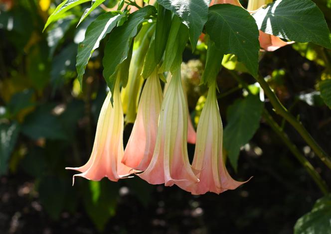 Niesamowita Datura. Zdjęcia