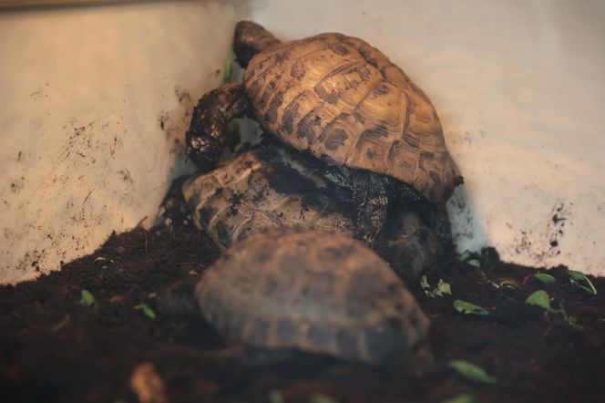ZooPark ponownie przyciągnął do Targów Lublin tłumy miłośników zwierząt