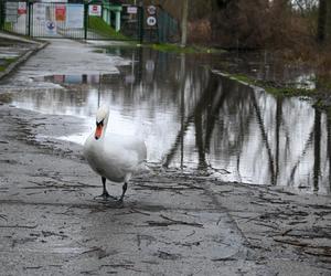 Podtopienia w Szczecinie