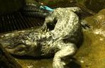 Zmarł aligator, który pamiętał II wojnę światową