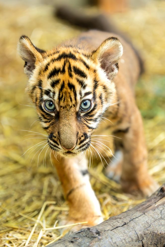 Cztery tygrysy sumatrzańskie z wrocławskiego zoo otrzymały imiona