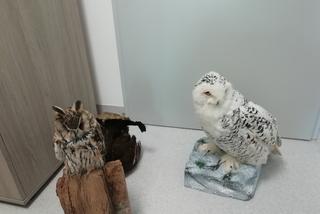 Sprzedawał przez internet wypchane ptaki. 