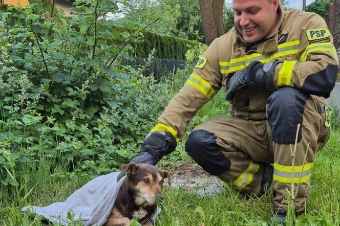 Strażacy z Bielska-Białej uratowali psa, który utknął w potoku