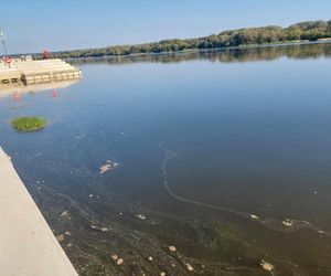 Wisła w Fordonie wyraźnie przybrała i przyspieszyła. Duża woda niesie mnóstwo śmieci i zanieczyszczeń