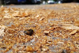 Pszczoły padają w Warszawie 